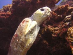 Managed to get this shot of as a large Loggerhead Turtle ... by Trevor Tame 